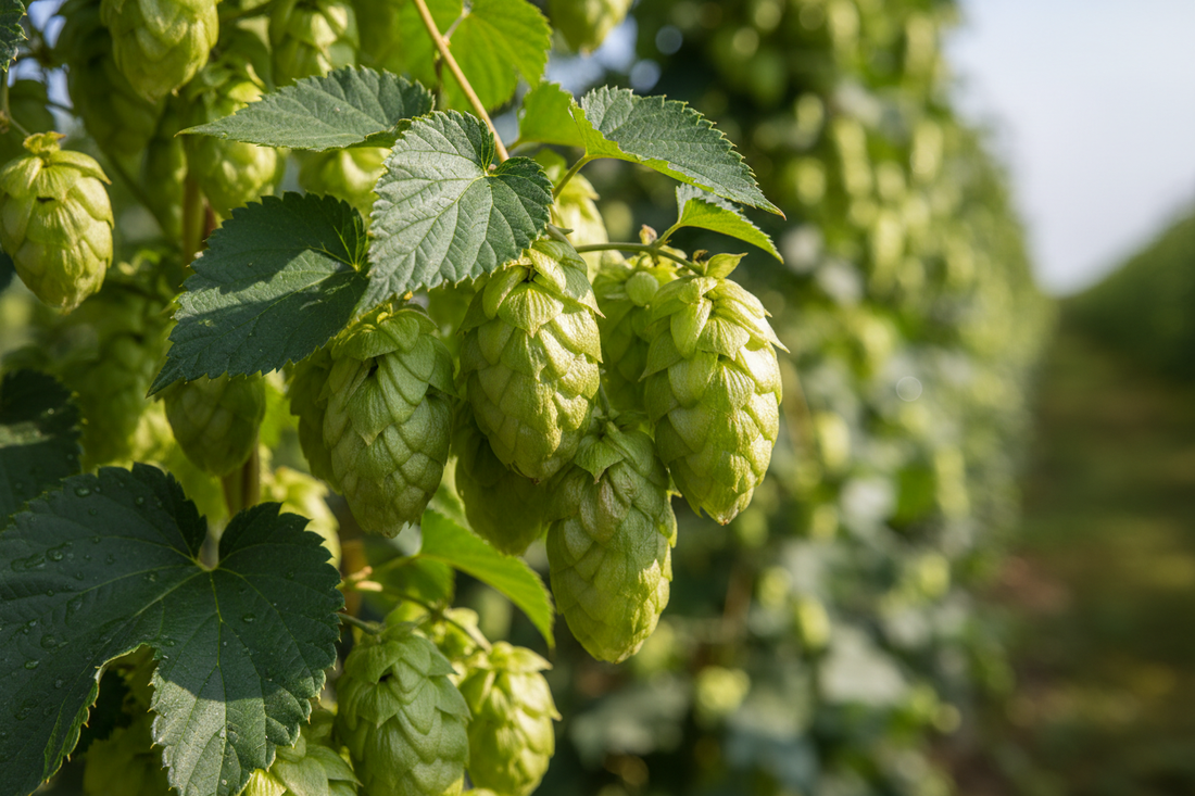 image of hops and hop cones growing on bines in a field